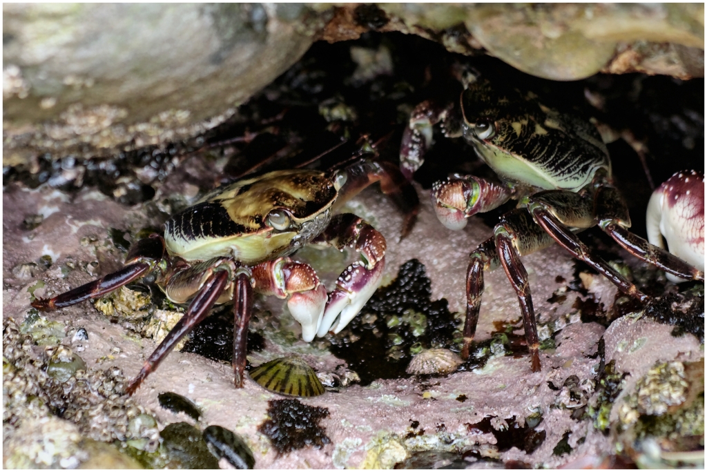 11 - Cape Farewell (15).jpg